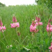 Sainfoin_flowers_at_Wildpark_-_geograph.org.uk_-_1570057