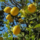 lemon-tree-1878505_960_720