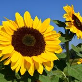 sunflower-1627188_960_720