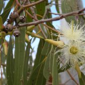 Eucalyptus_tereticornis_flowers,_capsules,_buds_and_foliage