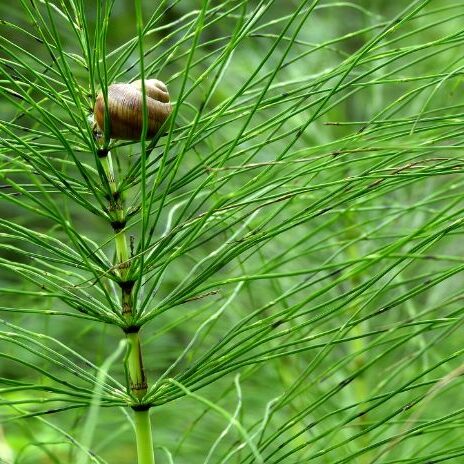 Horsetail Herberie Cousin Wiame